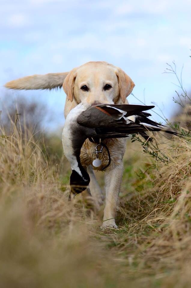 ce473db32acb64d5a78c2c6bedc41910--duck-hunting-hunting-dogs.jpg