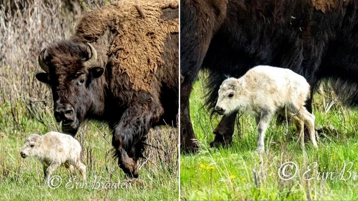 rare-white-bison-Yellowstone-split.jpg