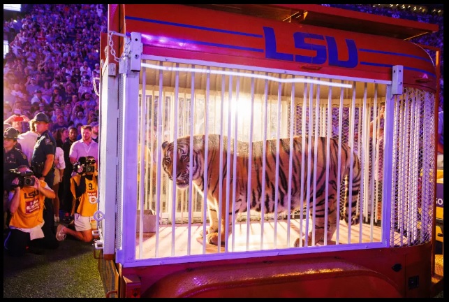 Tiger-at-LSU-Bama-Game.jpg