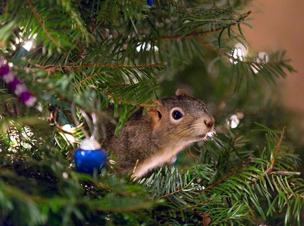 rescued-squirrel-christmas-tree-4.jpg