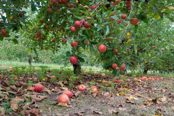 apple-orchard-with-ripe-red-apples-hanging-on-trees.jpg